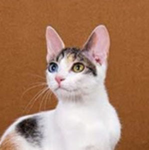 Meet your Posher, Violet